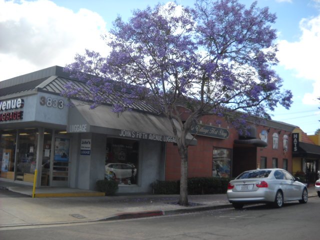 Blooming jacaranda trees along Fourth Ave.
