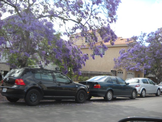 Heavily-laden flowers of Jacaranda trees along Fourth Ave.