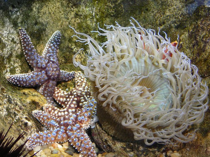 Starfish and Sea Anemone at The Chula Vista Nature Center.