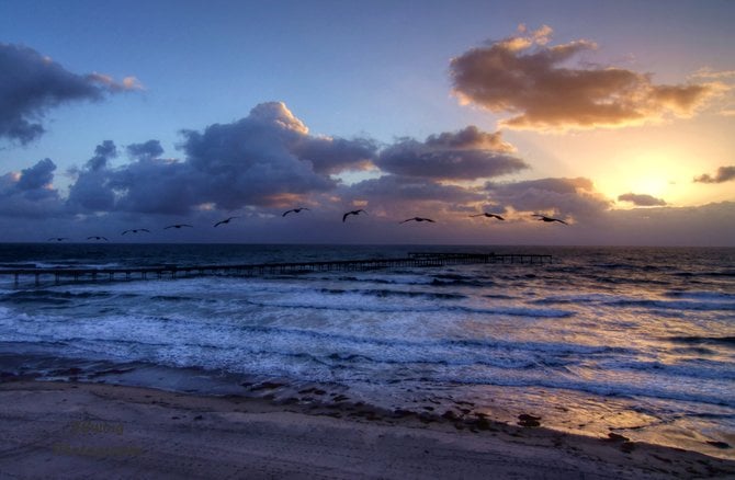 Sunset giving the birds in flight their last bit of light.