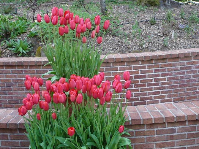 Tulips in Filoli Gardens