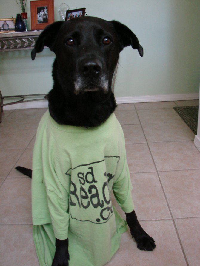  Hungry, tired dog relaxing in a favorite shirt
