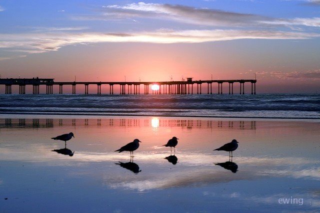 Sunset with 4 gulls.