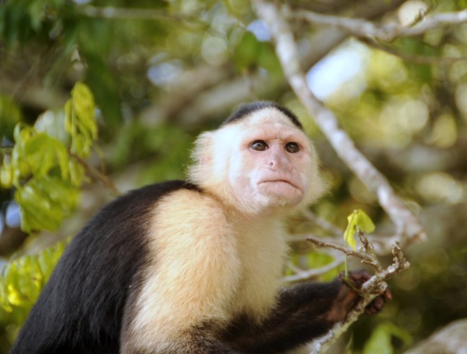 Capuchin monkey, up close and personal