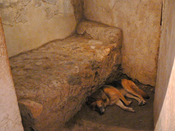 Dog in the Brothel, Pompei, Italy.