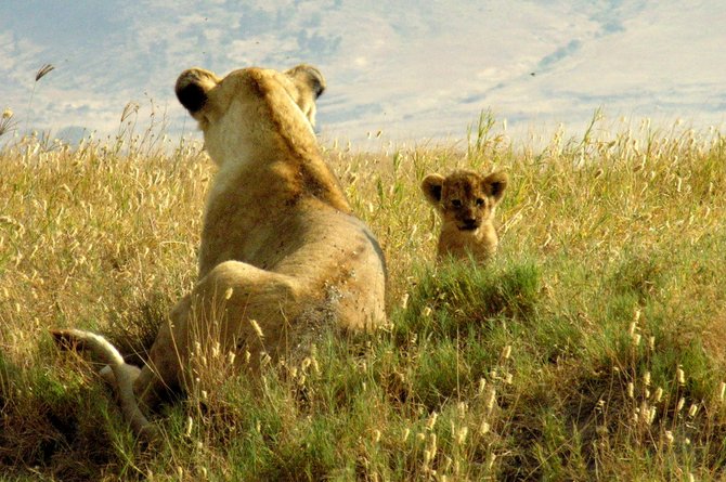 On safari at Ngorongoro National Park in Tanzania, we saw a family of lions basking under the sun. This little cub was staring us down!
