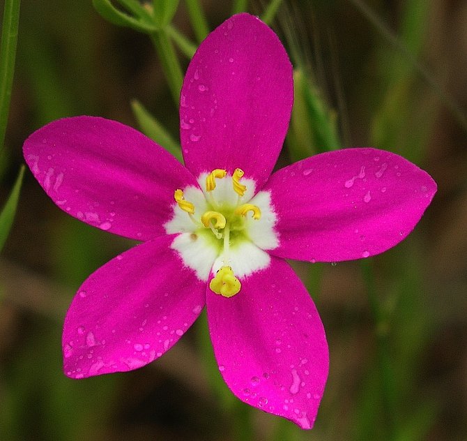 A solo Canchalagua wildflower covered with water droplets Torrey Pines State Reserve, Del Mar, California
