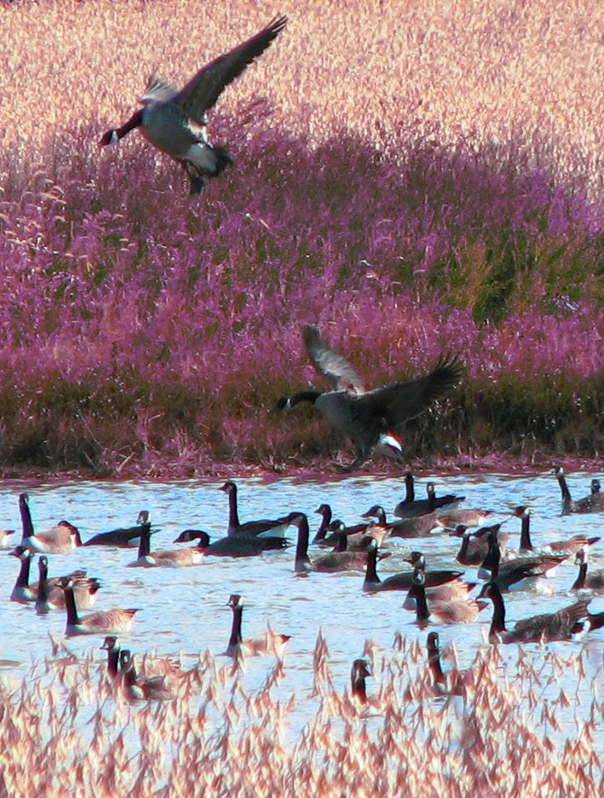 Canadian geese landing on the Chesapeake