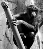 This was taken at the San Diego Zoo of of the Bonobo monkey enlcosure.