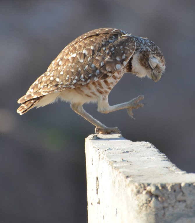 This Burrowing Owl in Holtville, CA. seems to telling me that that 'rat' went "thatta way!"
"it's a Vilma!"  Vilma Ruiz Pacrem