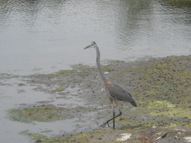 Young Great Blue Heron watching ducks eat bread at Famosa.