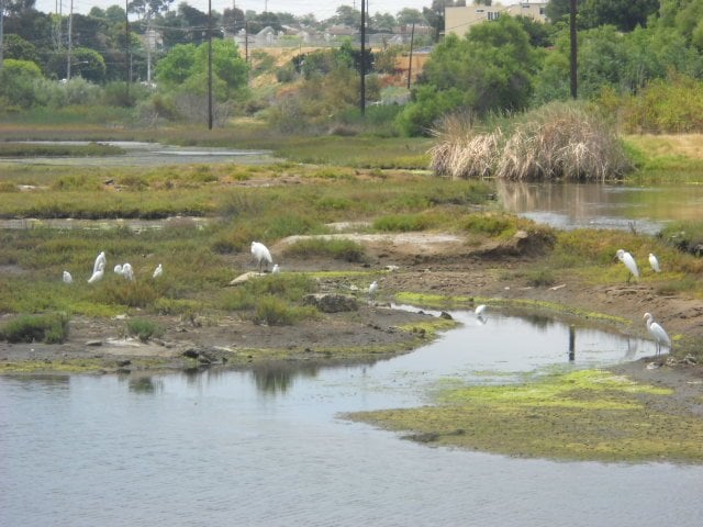 Snowy White Egret juvenile nursery at Famosa Slough.