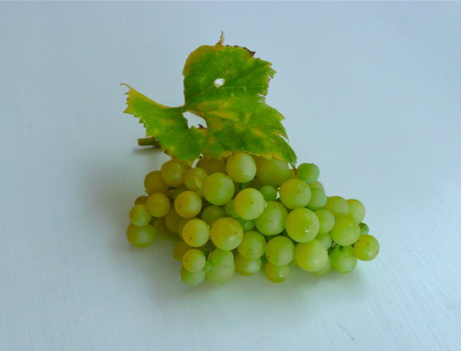 First grapes of the season are the sweetest!