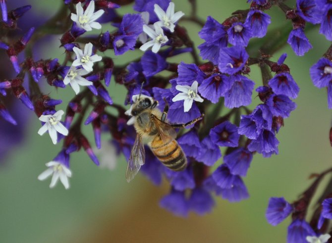 How sweet it is as a bee enjoys pollen from some flowers in
Baja, Mexico