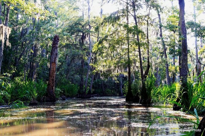 Afternoon on the Bayou.
