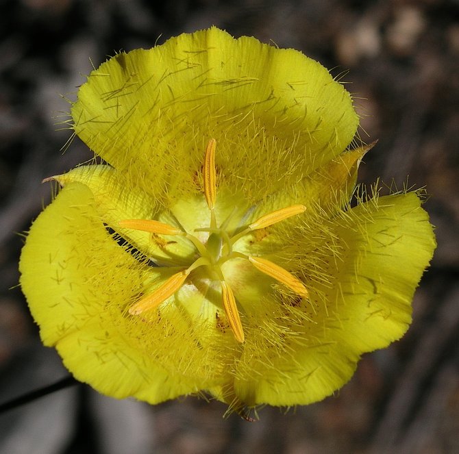 Weed's Mariposa Lily (Calochortus weedii) at Iron Mountain in Poway.  July, 2011.