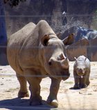 San Diego Zoo Wild Animal Park Safari Park