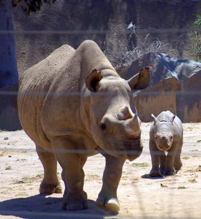 San Diego Zoo Wild Animal Park Safari Park
