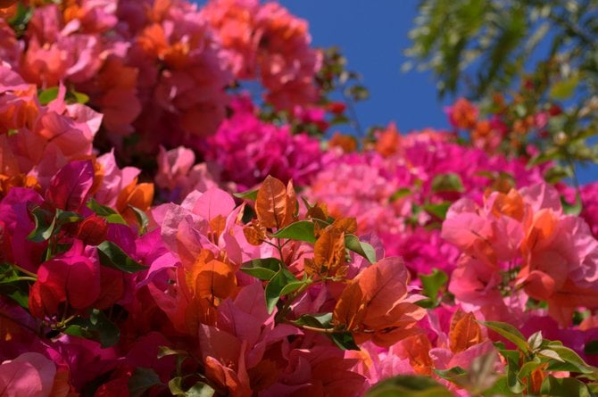 Santa Barbara bougainvillea