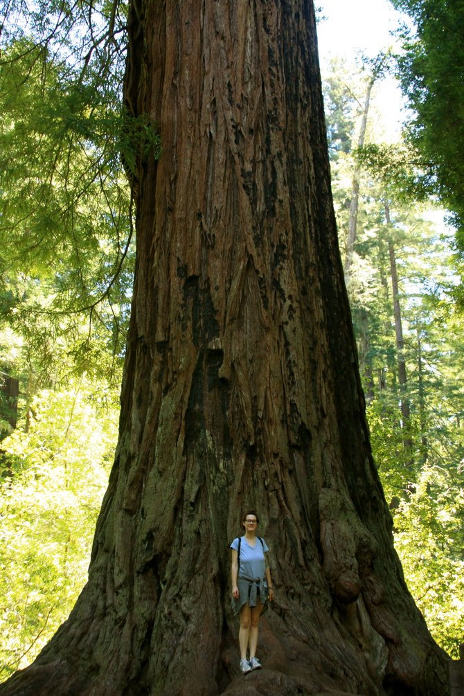 This is a photo of my sister standing in front of one of the largest Redwood trees in the redwood forrest located on the outskirts of Santa Cruz. This tree has actually been appropriately titled the Father of the Forrest.