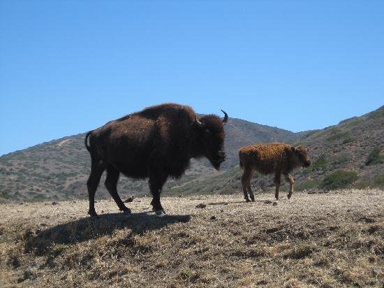 The famed (but non-native) Catalina Island bison