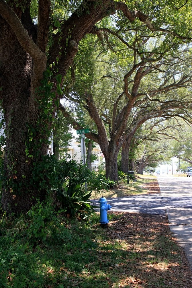 Oak tree lined streets.