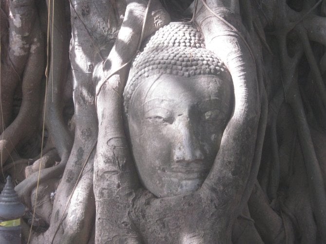 Buddha's head carved into a tree. Ayutthaya, Thailand.

