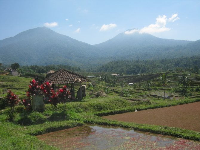 Rice fields and mountains in Bali

