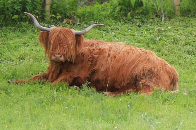 "Heeland Coo" in the countryside east of Inverness Scotland.