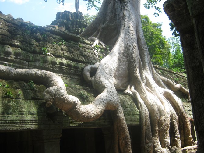 This tree is threatening to strangle the ruins of the Ta Prohm temple in Cambodia.
