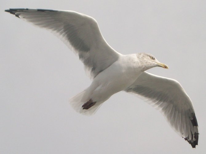 I took this photo of this seagull while on a ferry to Ellis Island.
