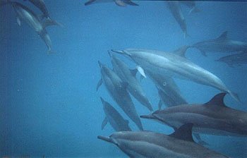 A pod of spinner dolphins, Kealakekua Bay