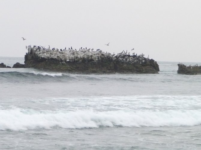 Seagulls at La Jolla Cove