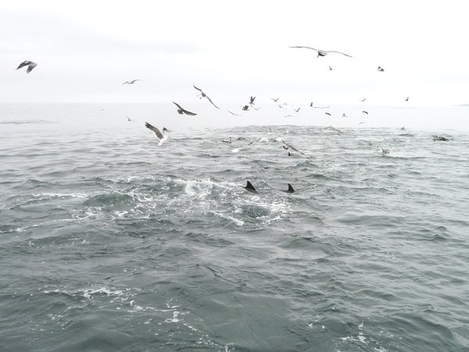A large group of seagulls and dolphins near our deep-sea fishing boat on the sea hours after we headed off from Mission Bay