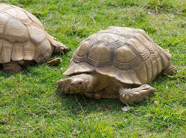 A pair of African turtles patrols Robert Brians’s front yard,