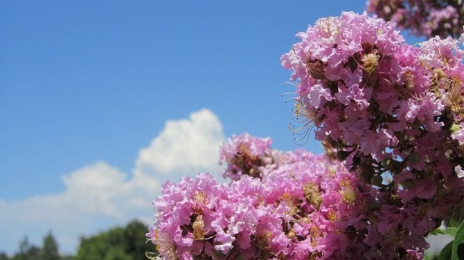 One can find Beauty even while waiting for a Smog Check :)
