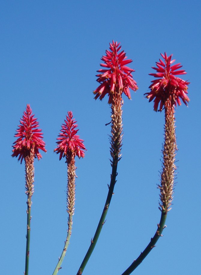 Aloe flowers, looking like sentries, in the cactus garden at Balboa Park. 