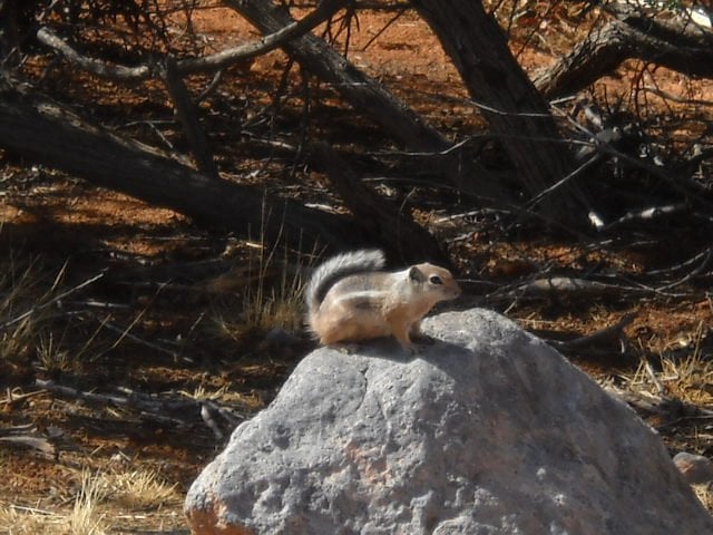 Cute little Antelope Ground Squirrel looking inquisitive about snacking visitors!