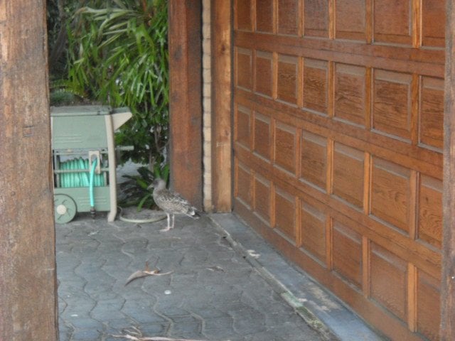 Cute baby seagull near Southwestern Yacht Club garage.