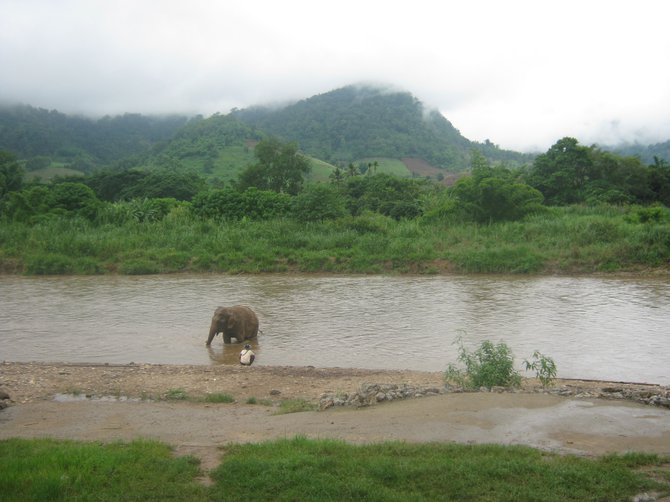 An elephant bathes in a river near Chiang Mai, Thailand.