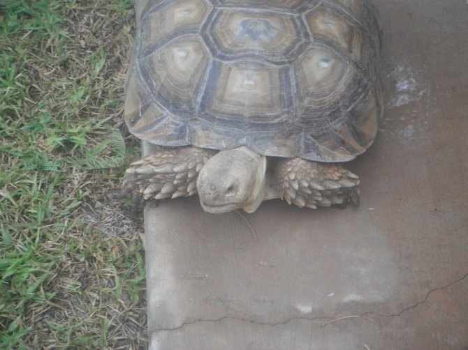 Charlie showed up in our front yard after a storm in Holtville, CA. My son Cristian found him in some water in our front yard. He was not a protected turtle and was domesticated apparently and was not even from this region, according to Environmental.