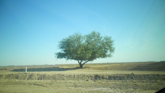 Lonely tree!