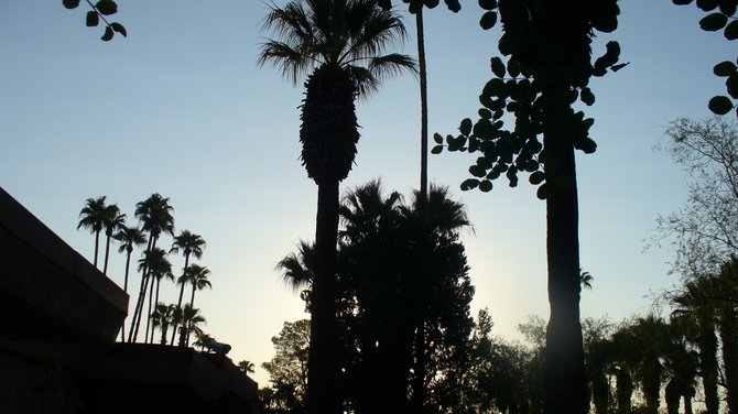 I took this on a recent trip to Palm Springs. I never get tired of looking at palm trees.