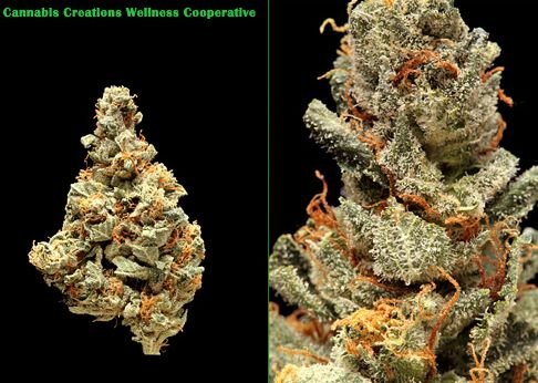 Cannabis Creations photo