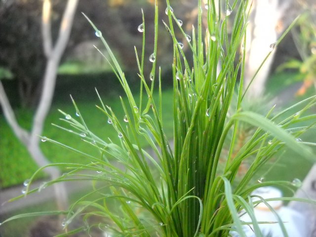 Heavy fog leaves dew on outdoor plants.