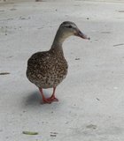 A Curious Duck let me touch its feathers at Miramar Lake :)