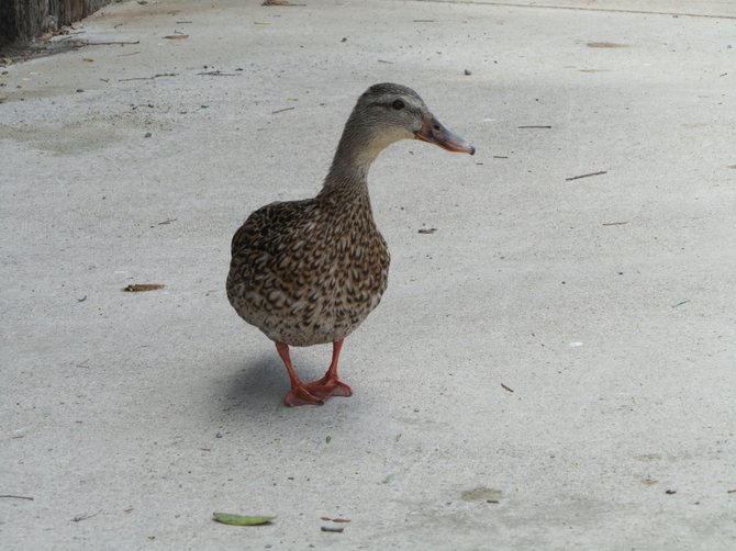 A Curious Duck let me touch its feathers at Miramar Lake :)