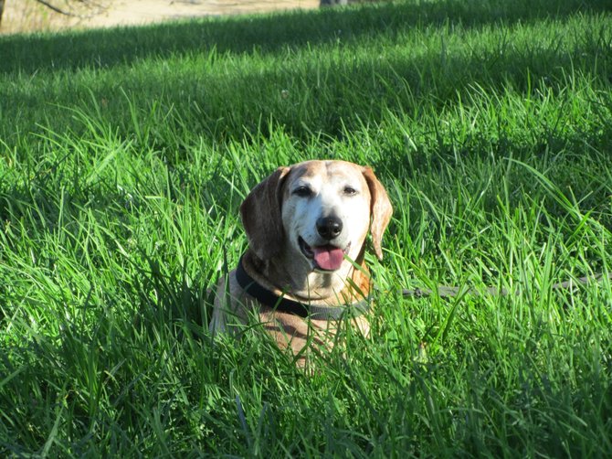 Splendor in the Grass - my Dachshund at Lake Poway :)