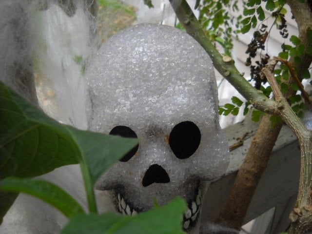 A Halloween skull in OB.