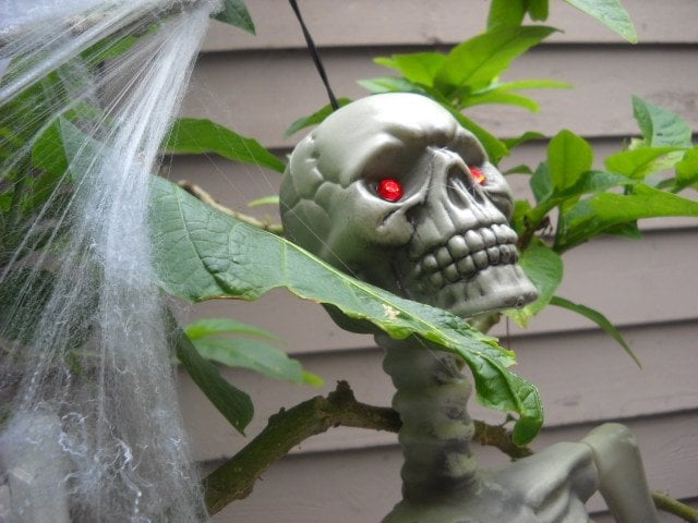 Crimson-eyed skeleton hanging from tree and spider web in Ocean Beach.